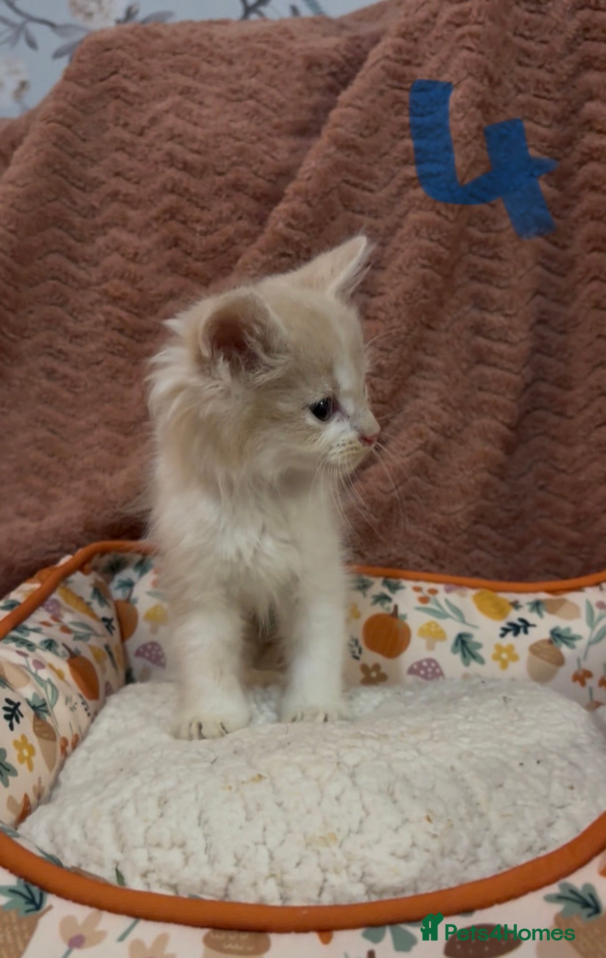 Mixed Breed cats for sale: 8 beautiful kittens ready for loving homes  - Advert 17