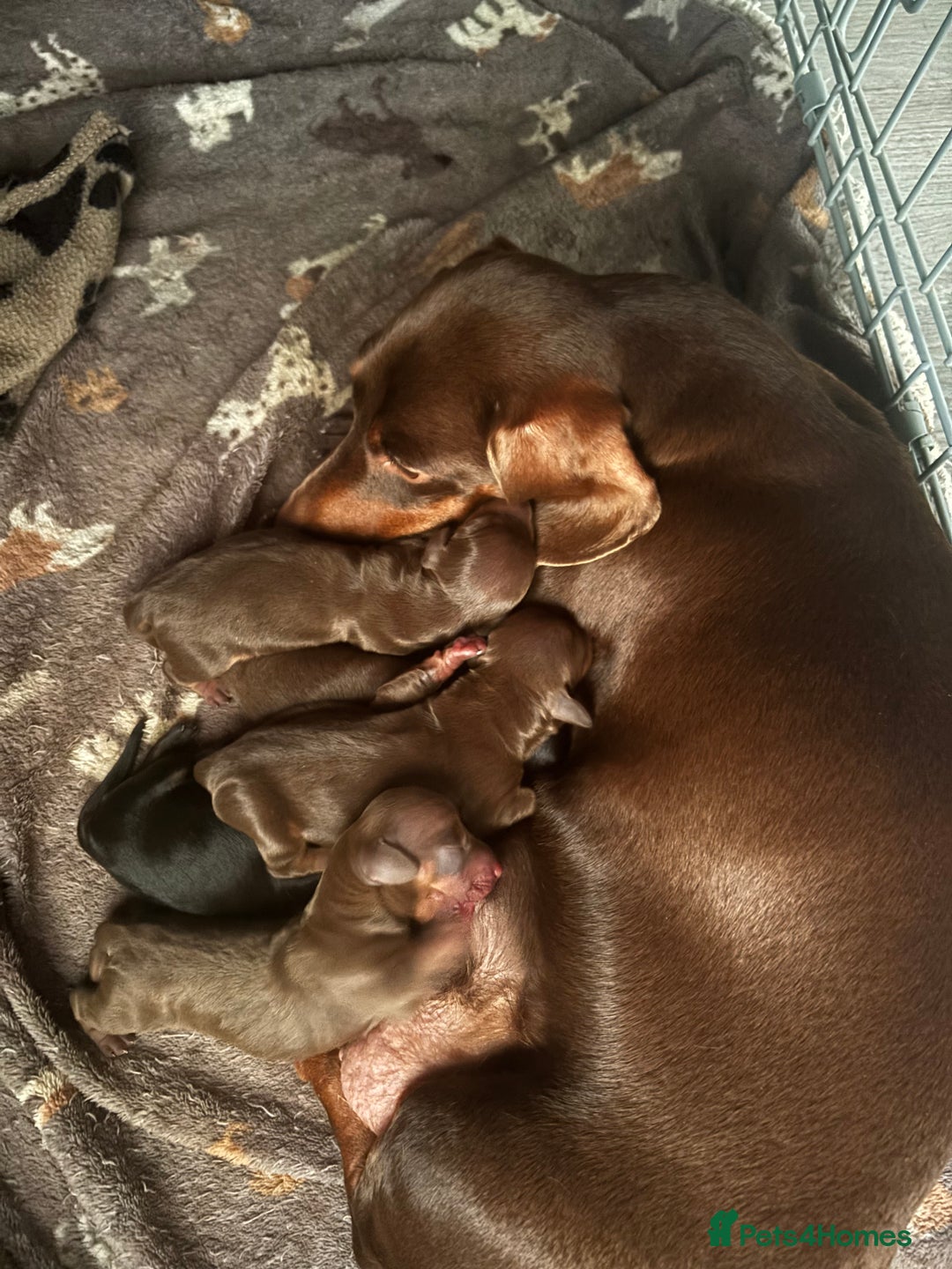 Dachshund dogs for sale: 4 lovely Girl dachshunds Ready to leave! - Image 11