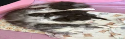 Maine Coon cats for sale: Main coon kittens  - Advert 3