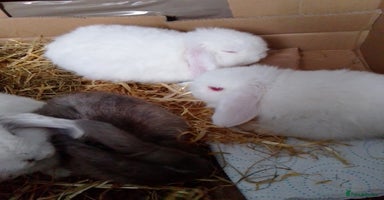 Mini Lop rabbits - Advert 10