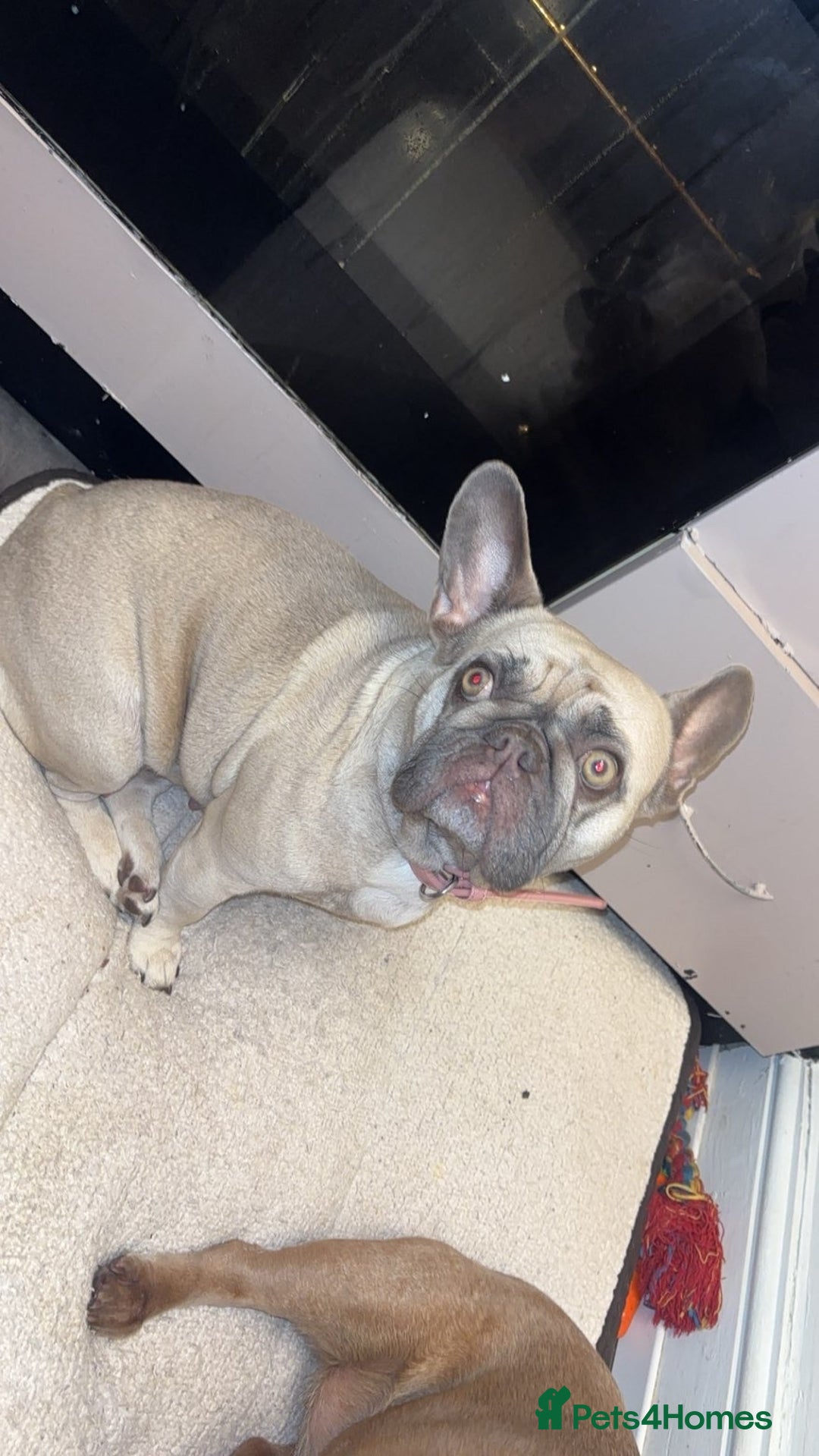 French Bulldog dogs for sale: Female French bulldog  - Image 3