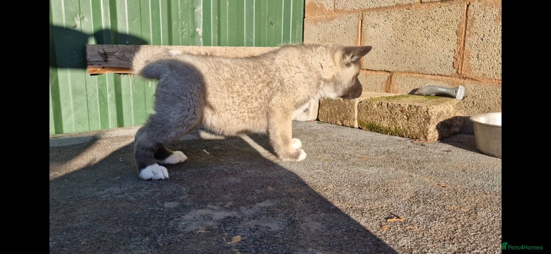 Akita dogs for sale: Adorable American akita puppys - Advert 5