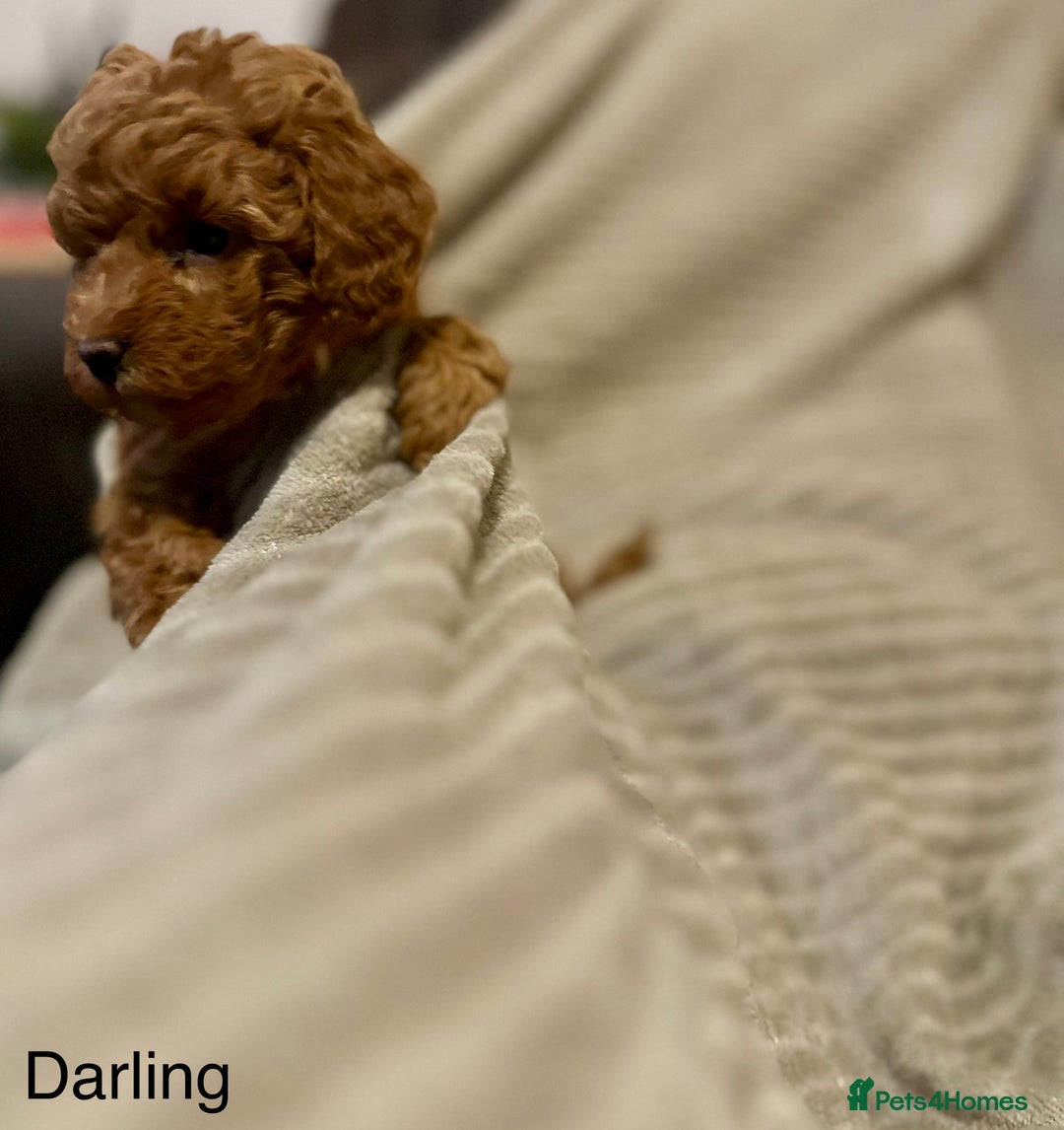 Cavapoo dogs for sale: 1 boy left! Ready 11th December Red F1BB Cavapoo   - Advert 5