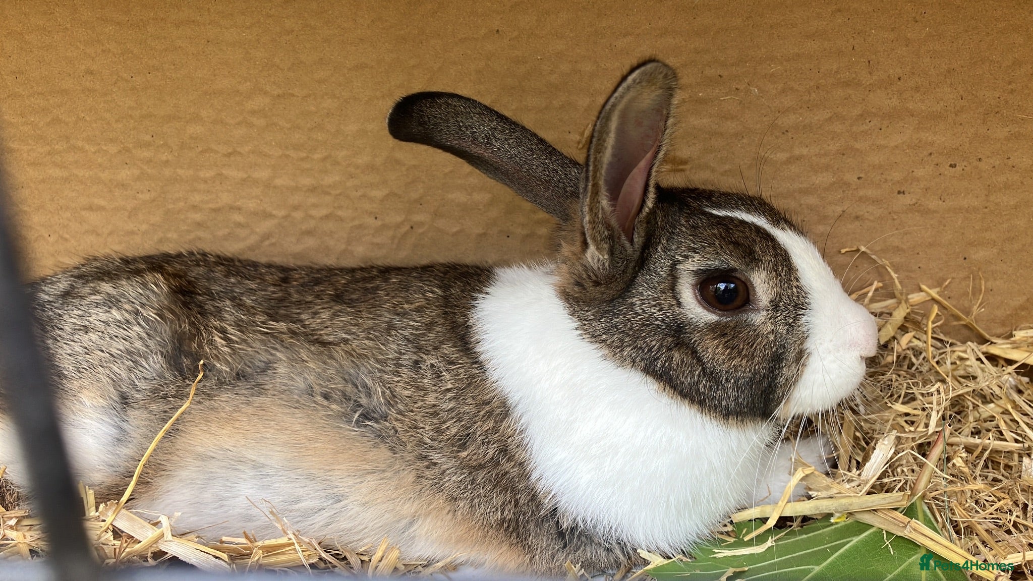 Tri Coloured Dutch rabbits Beautiful friendly dutch rabbit - Advert 14