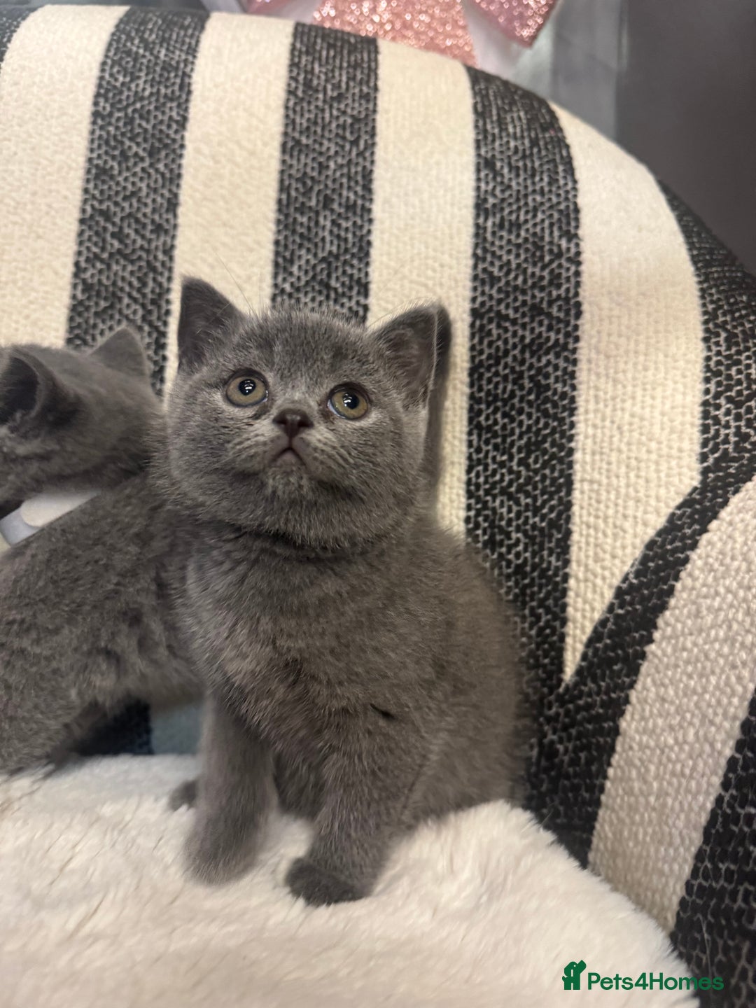 British Shorthair cats for sale: 💕British Shorthair Blue Kittens💕 - Advert 19
