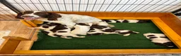 English Springer Spaniel dogs for sale: Beautiful English springer Spaniels  - Advert 30