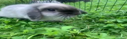 Netherland Dwarf rabbits for sale: URGENT 1 LEFT - Advert 5