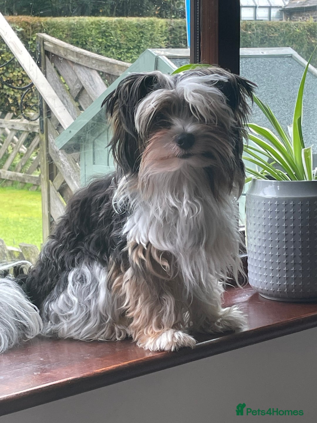 Biewer Terrier dogs for sale: Beautiful Biewer Terrier Pups - Image 7