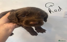 Cocker Spaniel dogs for sale: Cocker Spaniel Puppies - Image 20