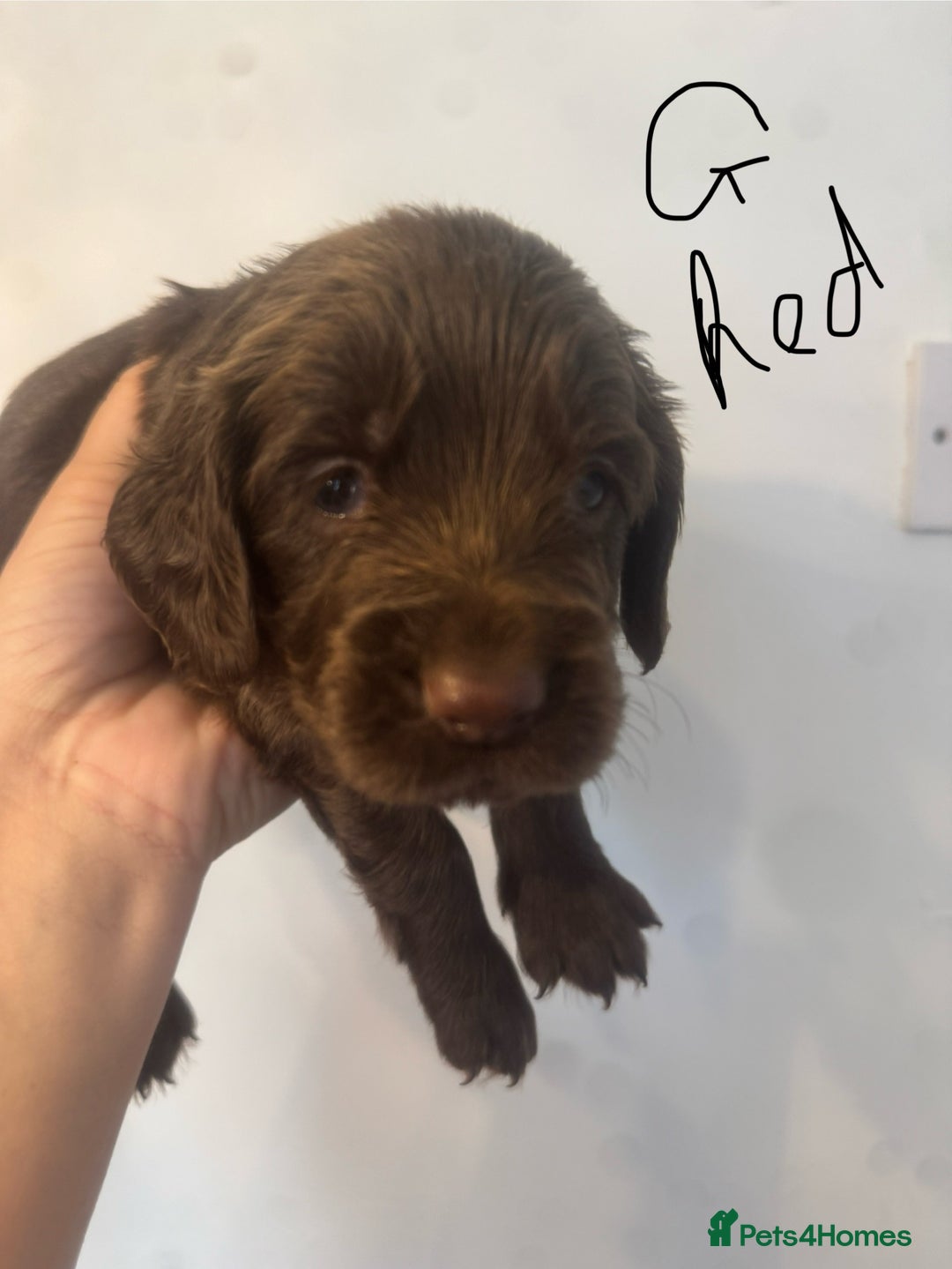Cocker Spaniel dogs for sale: Cocker Spaniel Puppies - Image 20