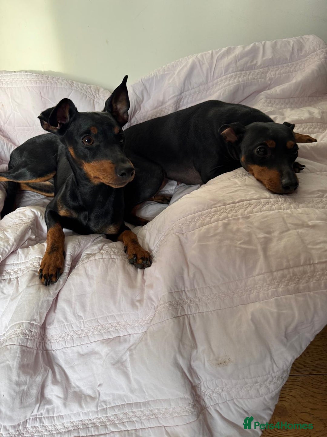 English Toy Terrier dogs for sale: English Toy Terrier - Advert 4