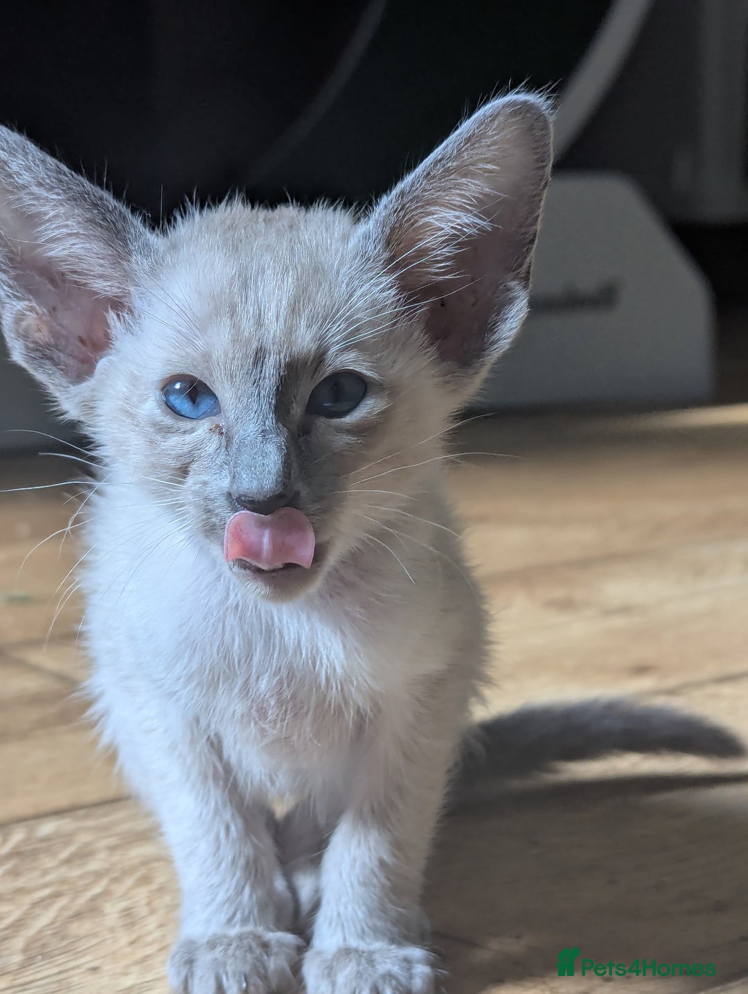 Siamese cats for sale: Loving friendly kittens seeking new slaves - Image 4