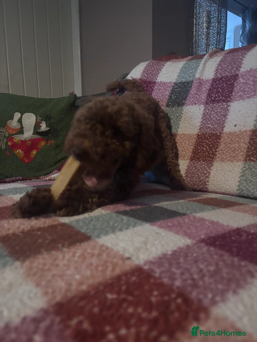 Cockapoo dogs for sale: Clementine  - Advert 4