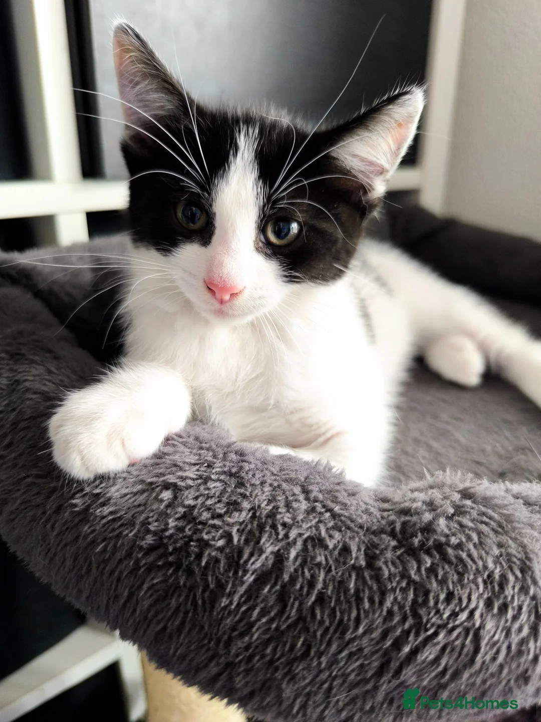 Mixed Breed cats for sale: Long hair kittens & short hair kittens ready now  - Advert 24