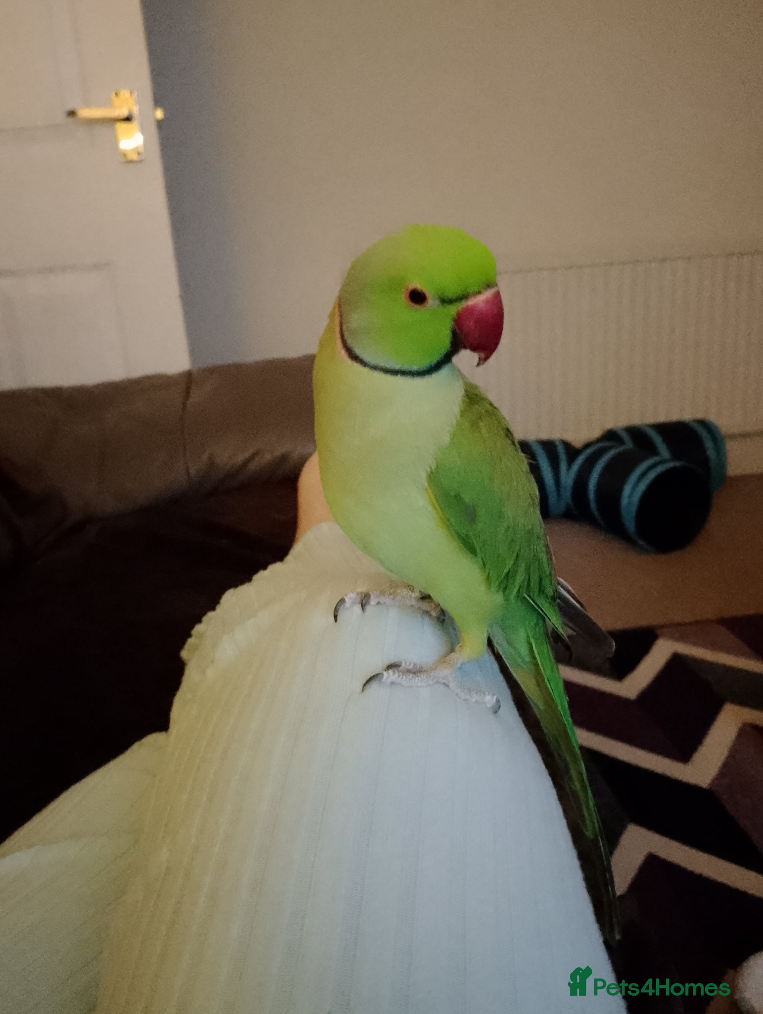 Ringnecks birds Male Indian ringneck for sale  - Advert 7