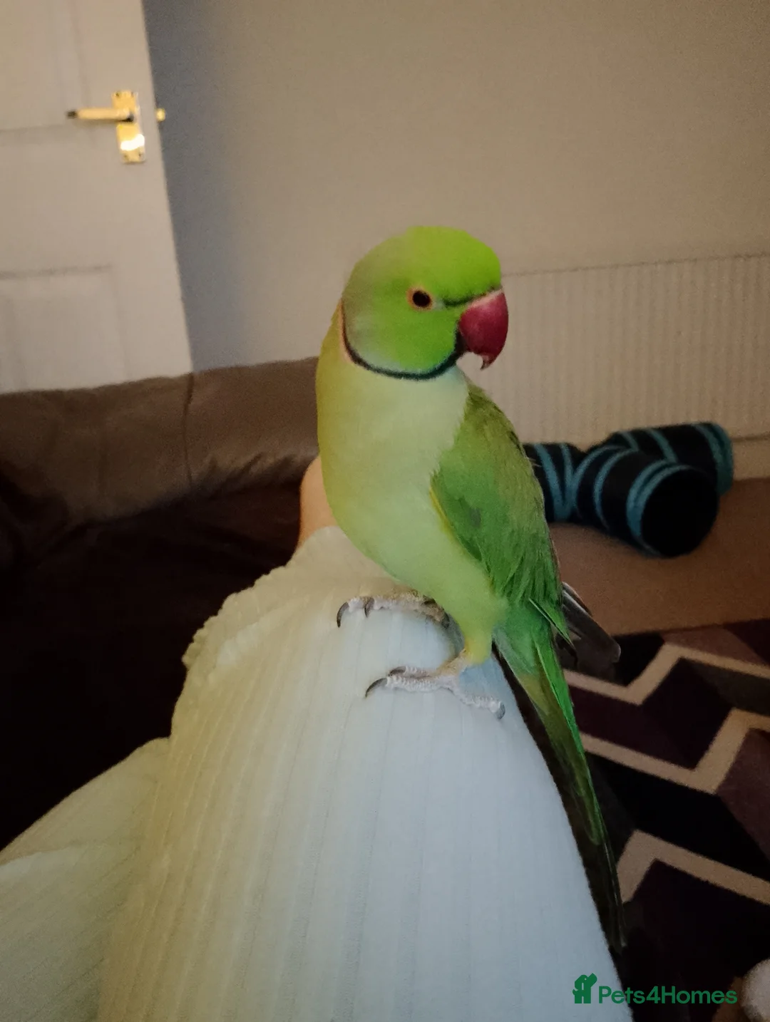 Ringnecks birds for sale: Male Indian ringneck for sale  in Loughborough - Advert 1