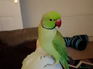 Ringnecks birds Male Indian ringneck for sale - Advert 6