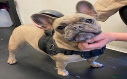 French Bulldog dogs for sale: Last 3 pups available !!Kc French bulldog puppy’s  - Image 1