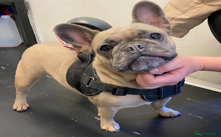 French Bulldog dogs - Advert 1