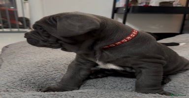 Mastiff dogs Mastiff puppies (Neapolitan) - Advert 16