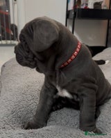 Mastiff dogs Mastiff puppies (Neapolitan) - Advert 3