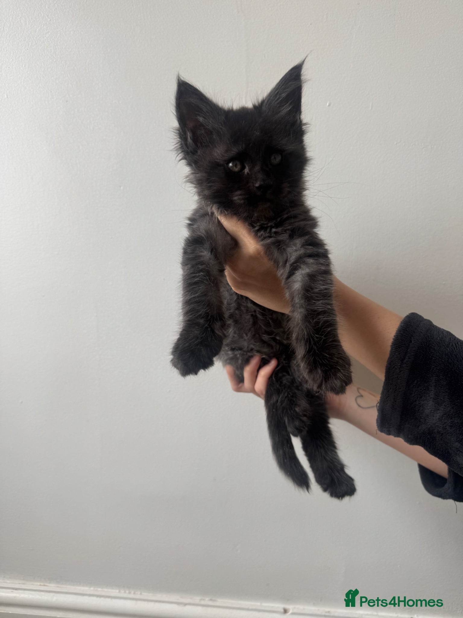 Maine Coon cats TICA Black&Blue Smoke Maine Coons - Advert 4