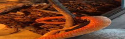 Corn Snake reptiles for sale: BEAUTIFULLY TAME CORN SNAKE  - Advert 3