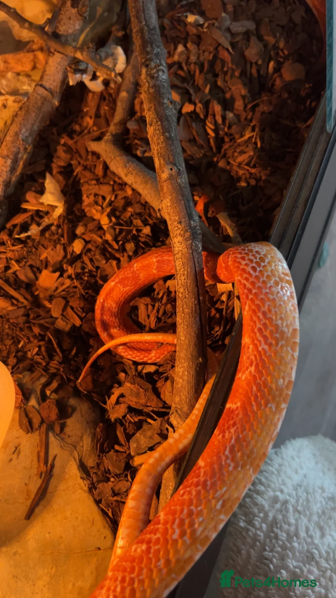 Corn Snake reptiles for sale: BEAUTIFULLY TAME CORN SNAKE  - Advert 3