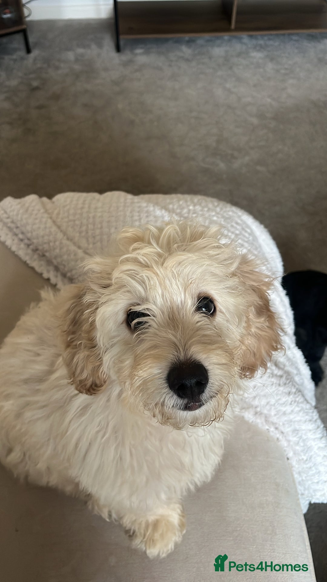 Mixed Breed dogs for sale: Cocka/cava 7 months,in need of a calm loving home  - Advert 6