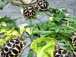 Tortoise reptiles in Redcar - Advert 38