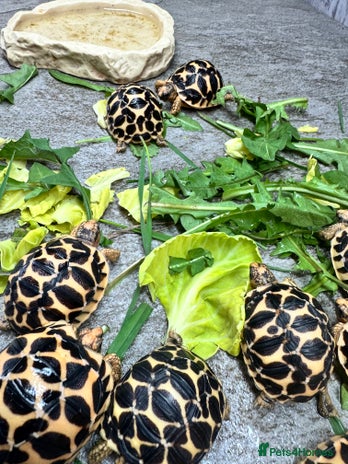 Tortoise reptiles for sale in Redcar - Advert 1