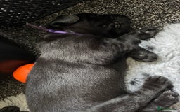 Labrador Retriever dogs for sale: Stunning litter of chunky black Labradors - Advert 19