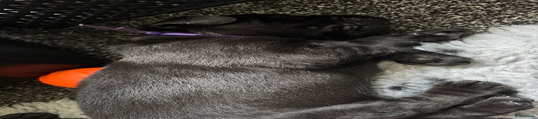 Labrador Retriever Puppy 4