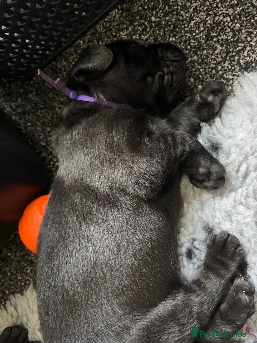 Labrador Retriever dogs for sale: Stunning litter of chunky black Labradors - Advert 19