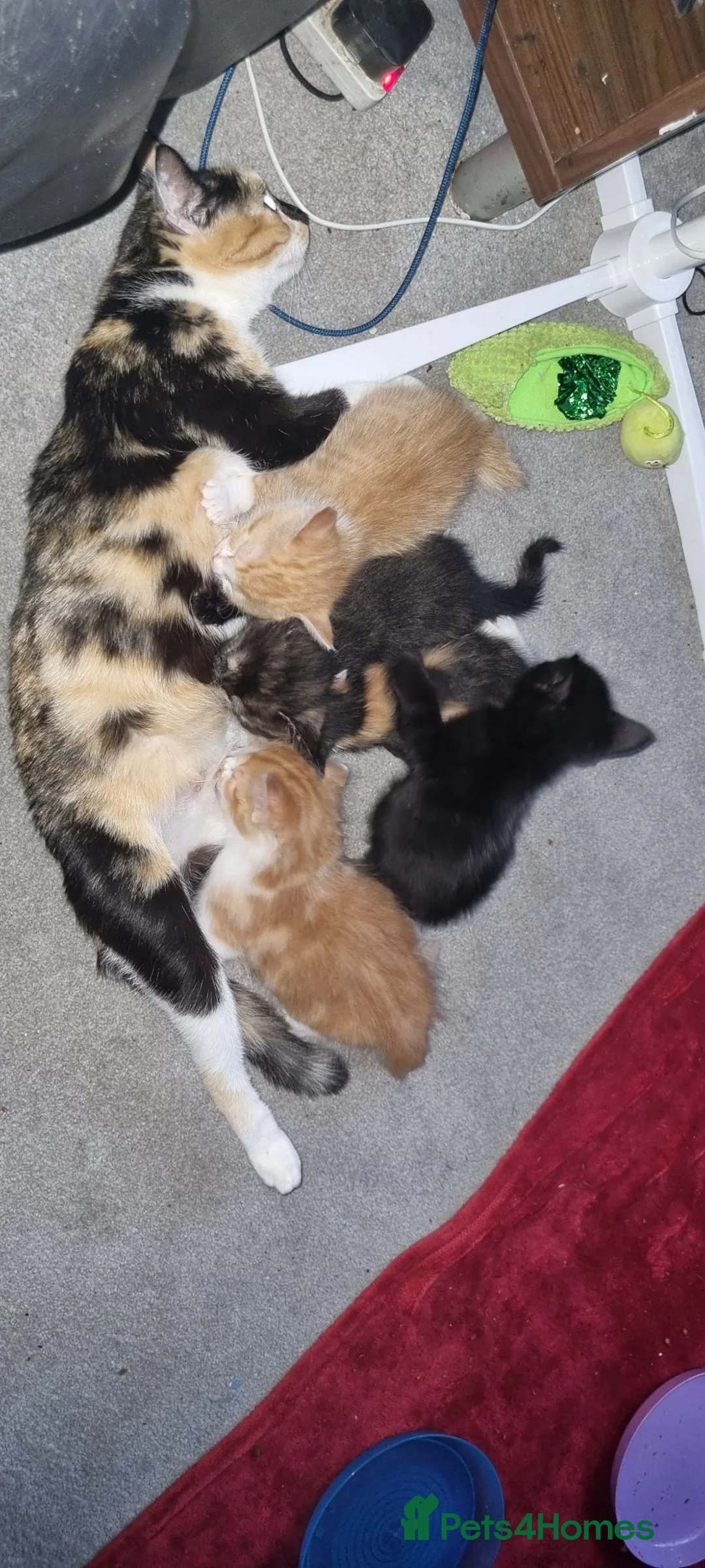 Domestic Shorthair cats for sale: 5 Gorgeous Kittens For Sale - Advert 2