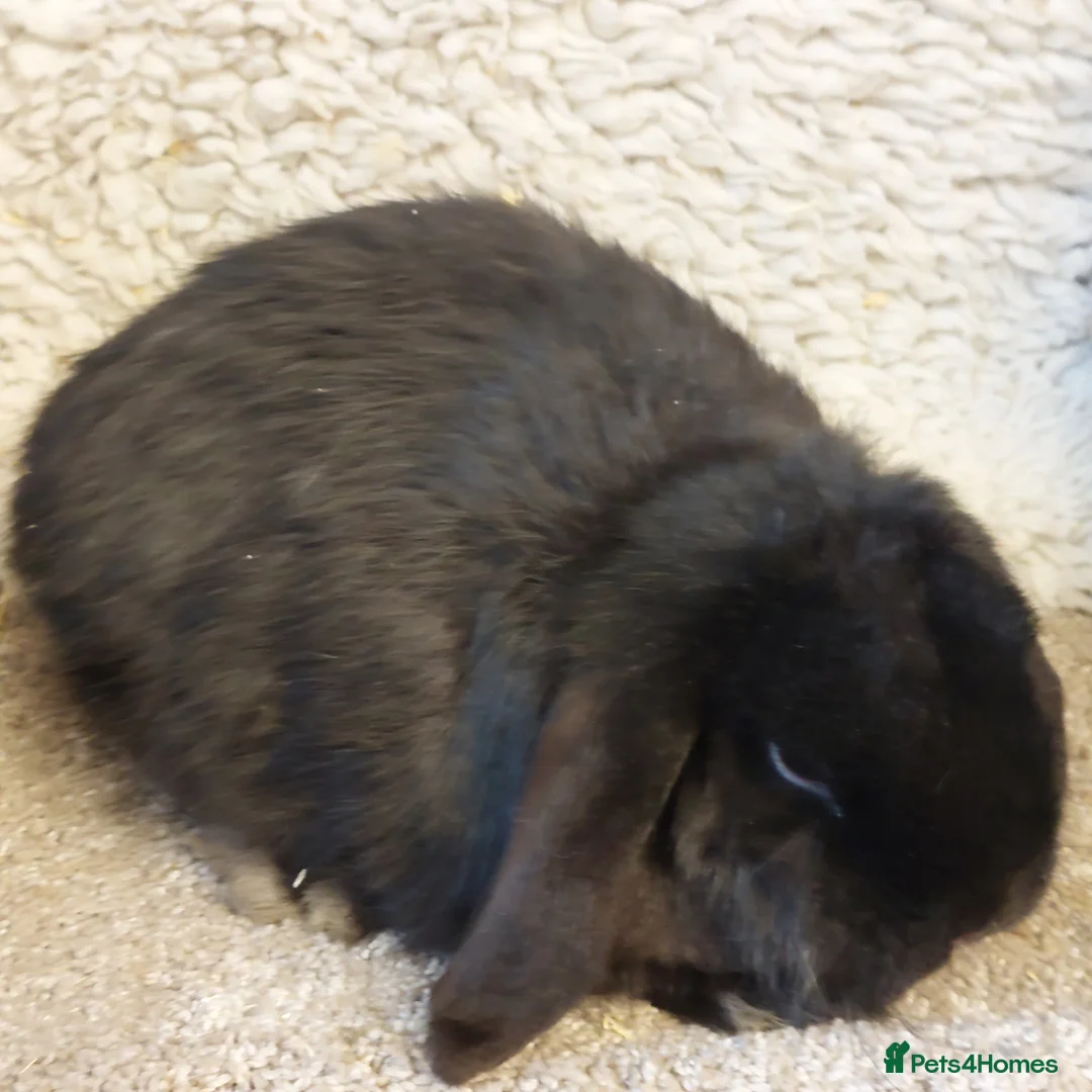 Mini Lop rabbits for sale:  Sold 2 Beautifull minilops  doe &buck - Advert 2