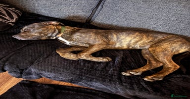 Mixed Breed dogs - Advert 3