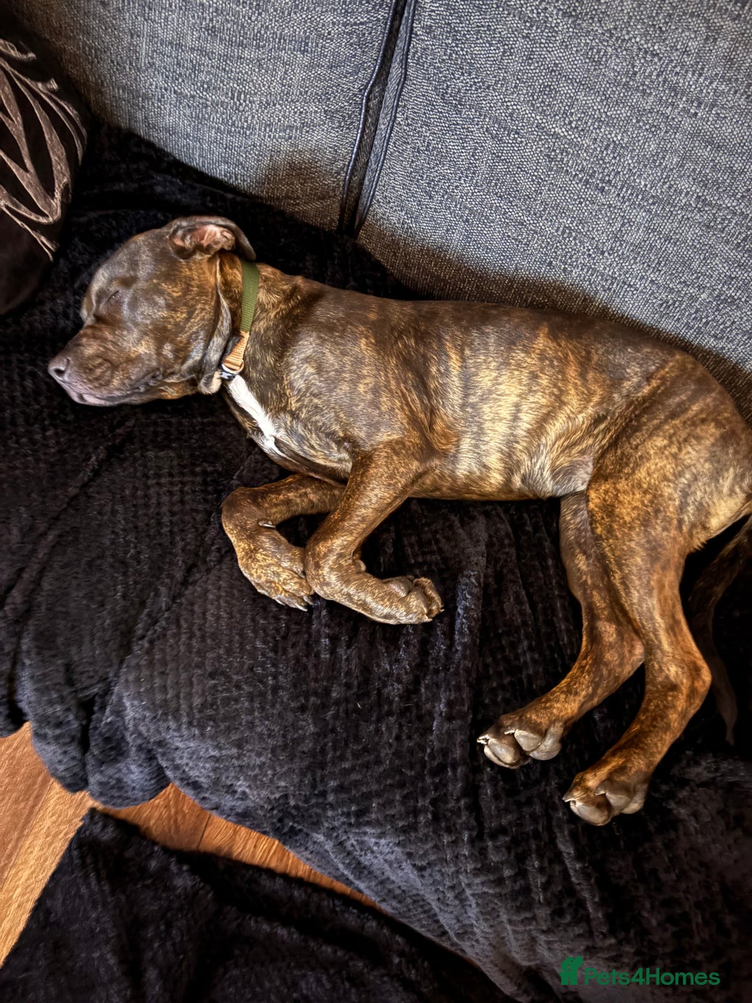 Mixed Breed dogs for sale: INDIE THE STAFFY CROSSED ROTTWEILER  - Image 3