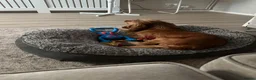 Sussex Spaniel dogs for sale: Sussex spaniel age 2 - Advert 4