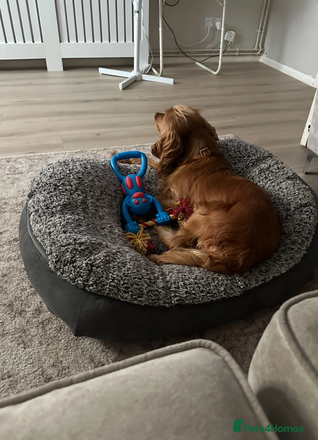 Sussex Spaniel dogs for sale: Sussex spaniel age 2 - Advert 4
