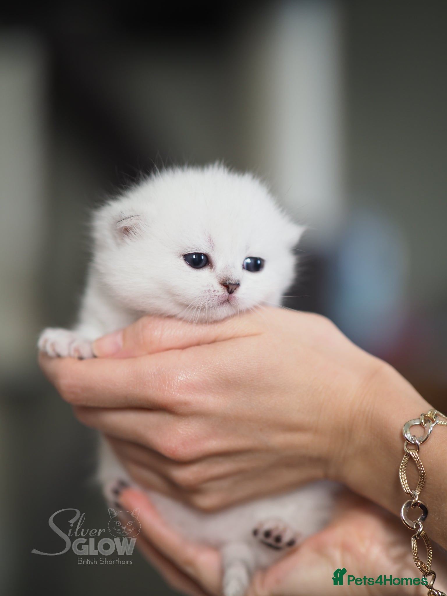 British Shorthair cats New arrivals 🤍 BSH Silver Tipped, GCCF reg - Advert 2
