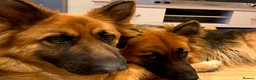 German Shepherd dogs for sale: Female German Shepherd  in Halifax - Advert 6