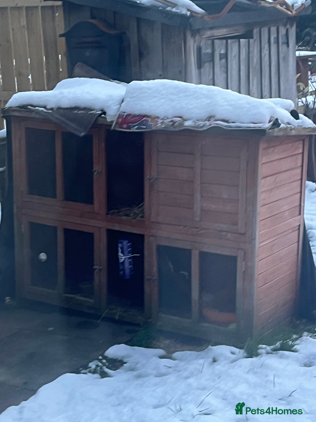 Netherland Dwarf rabbits for sale: rabbit - Advert 6