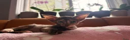 Oriental cats for sale: Beautiful Siamese & Oriental Kittens  - Advert 40