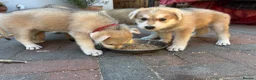 Mixed Breed dogs for sale: White Swiss shepherd cross wolf dog - Advert 21