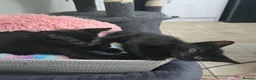 Mixed Breed cats for sale: Cute Fluffy Black Kittens Looking for Homes 🐈‍⬛🖤 - Advert 1