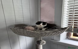 British Longhair cats for sale: Ragdoll x British long haired (calico) kittens - Image 8