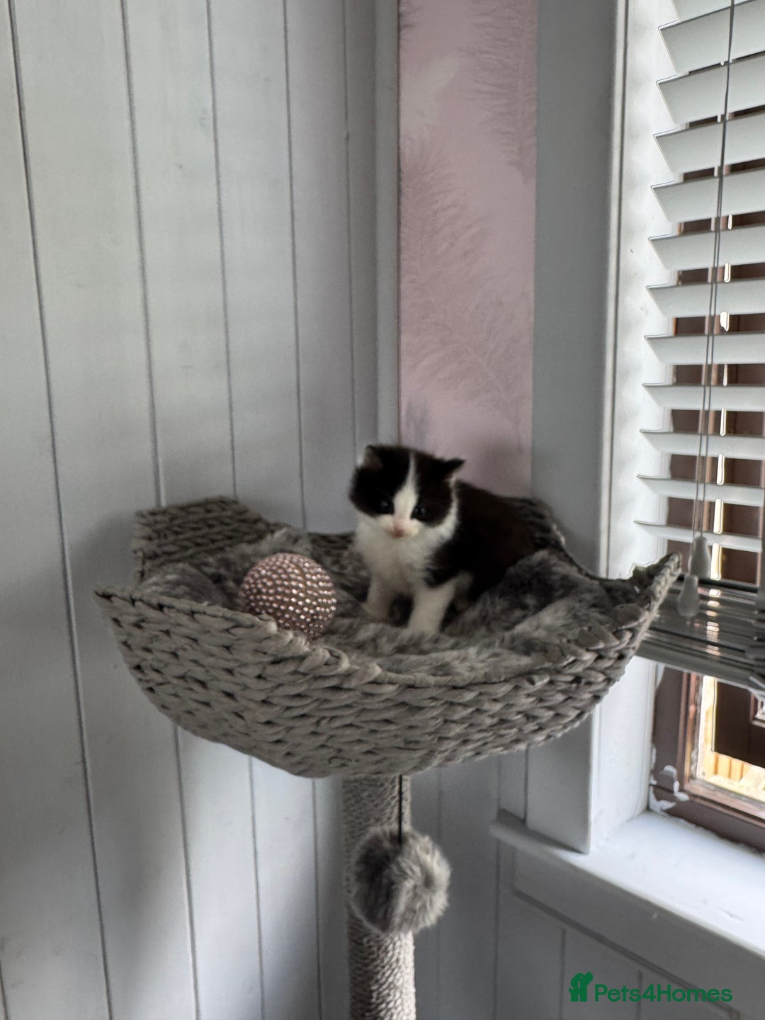 British Longhair cats for sale: Ragdoll x British long haired (calico) kittens - Image 8