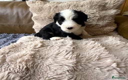 Mixed Breed dogs for sale: Golden Sheepadoodle Pups 3 Male 5 Female - Image 2