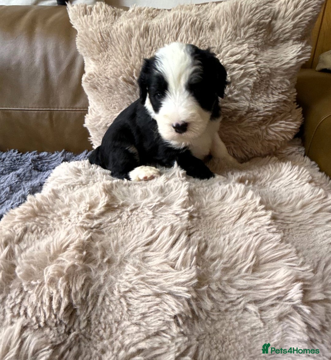 Mixed Breed dogs for sale: Golden Sheepadoodle Pups 3 Male 5 Female - Image 2